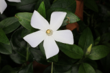 Vinca difformis RCP1-2020 (21).JPG